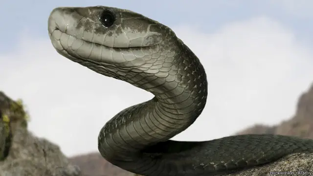 Черная мамба