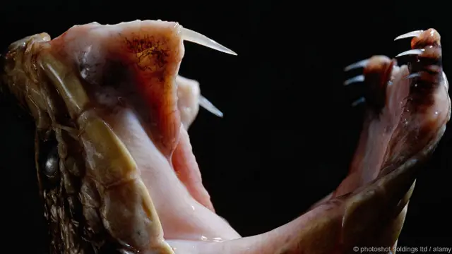 Раскрытая пасть змеи