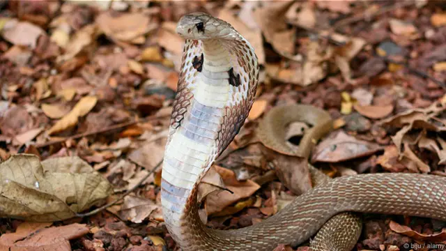 Королевская кобра