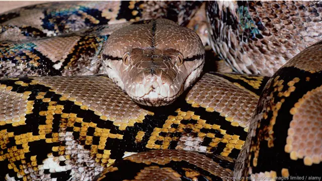 Питон в покое