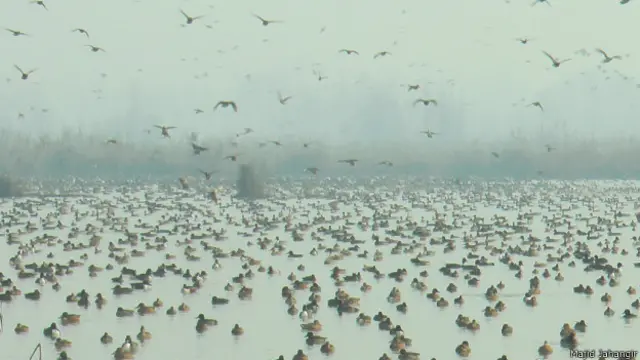 प्रवासी पक्षी, कश्मीर