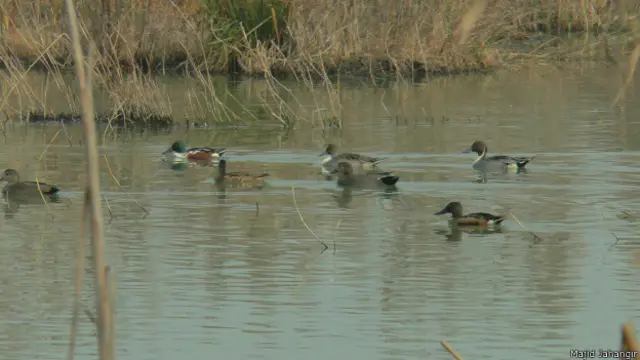 प्रवासी पक्षी, कश्मीर