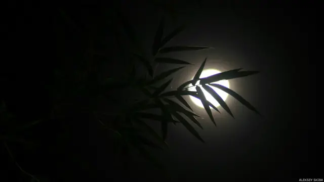 Фото:Алексей Скиба