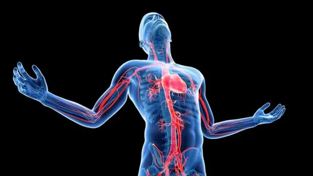Khi một người được thay tim thì liệu tâm tính có còn như trước?