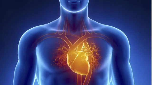 Trái tim không chỉ để tuần hoàn máu mà còn chi phối cảm xúc con người?