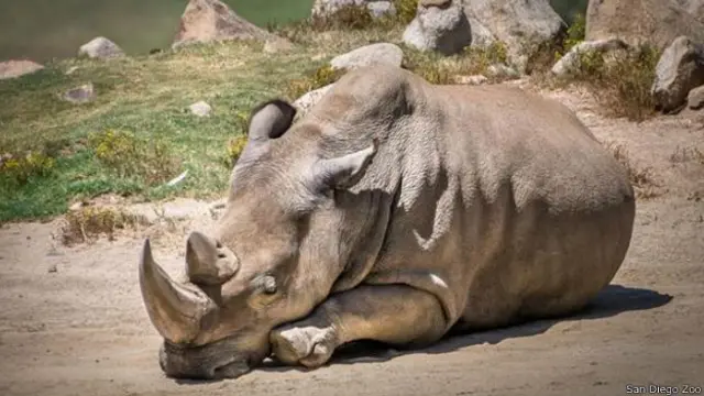 Белый северный носорог