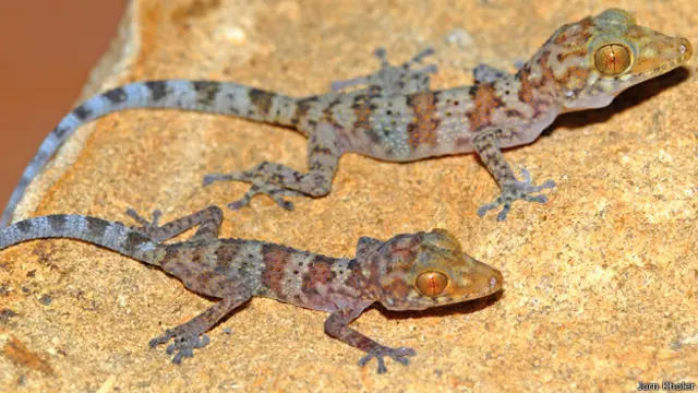 Esta especie se encuentra amenazada por la pérdida de hábitat natural. 