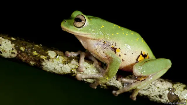 Raorchestes emeraldi 