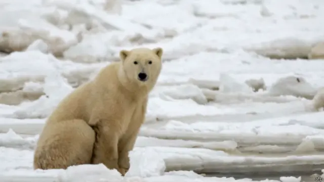 خوراک نہ ملنے پر ریچھ بھوکے رہ کر گزراہ کرتے ہیں