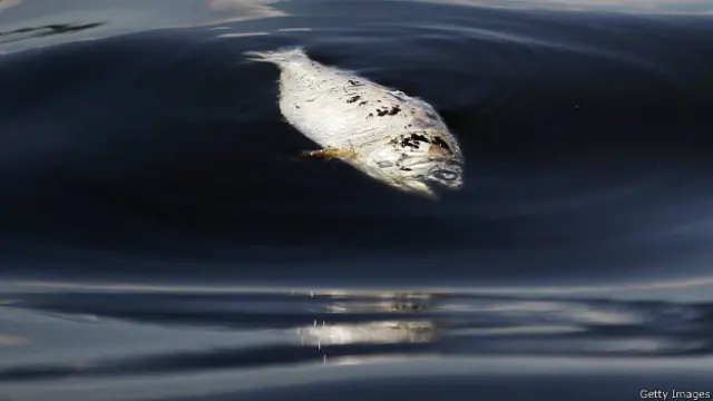 Мертвая рыба в заливе Гуанабара
