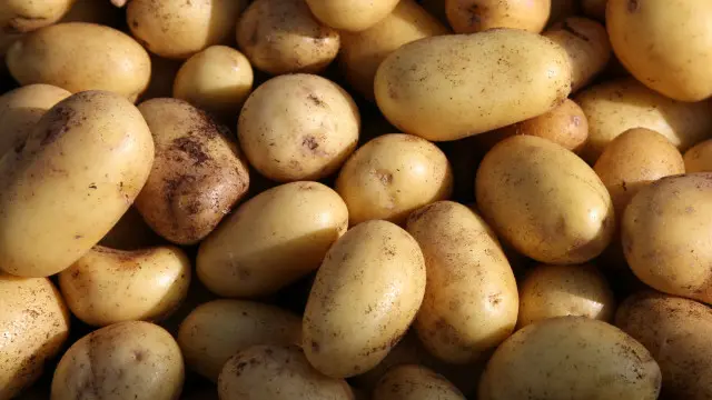 برطانیہ کے وزیرِ زراعت کو آلوؤں سے بننے والے 500 کھانوں کی تراکیب پر مشتمل ایک کتاب بھیجی