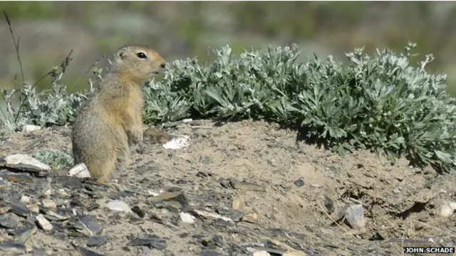 ان گلہریوں کے بارے میں کہا جاتا ہے کہ ان کے اثرات موسمیاتی تبدیلوں پر پڑتے ہیں