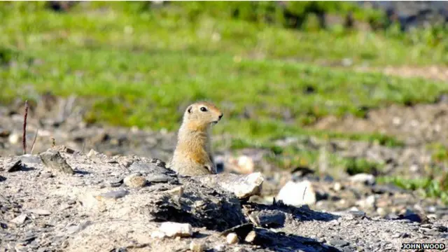 ٹیم نے یہ بھی پایا کہ یہ گلہریاں اپنے پیشاب پاخانے سے جو نائٹروجن زمین میں ملا رہی ہیں اس کے بھی اثرات ہیں
