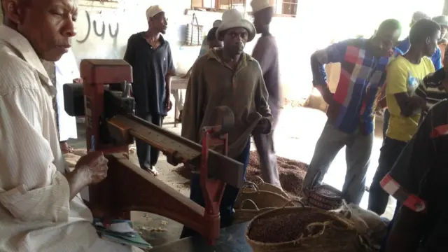 Karafuu huchungwa na kuwekwa nje ambapo inaweza kuchunguzwa kwa ubora na kupimwa kupima uzani