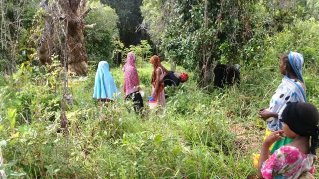 Hapa katika kijiji cha Konde,kama vile tu kiwa chote cha Pemba,kila mtu wa familia anatarajiwa kusaidia.Wanaume,wanawake na hata watoto wadogo huamka mapema ili kwenda kuvuna mikarafuu.Kukwea miti kumeachiwa wanaumme,ilhali wanawake na watoto hukusanya mikarafuu iliyoanguka arhini.
Mkulima akianika mikarafuu ili kuikausha.