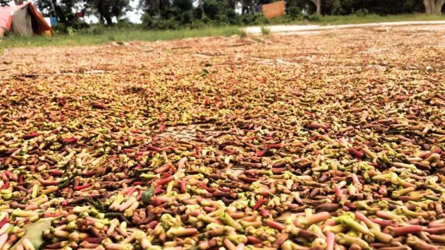 Vilele vinakaushwa juu ya mikeka kwenye juani.Wakati huu mwakani,utaona mara nyingi mikeka iliyofunikwa na mikarafuu inayokaushwa kandokando ya barabara.Mikarafuu inaachwa kwa kama siku tatu hivi.Zinapoendelea kukauka,huwa zinatoa harufu nzuri ya kuvutia,inayoenea kisiwani kote.
Akibeba mikarafuu kelekea kituo cha kutibu.