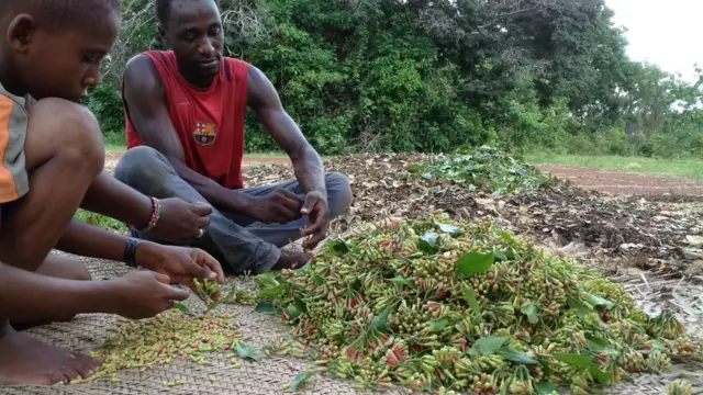 'Vilele' vilivyochaguliwa pamoja na matawi hubebwa kwenye mkoba spesheli kutoka kwa shamba la mkulima hadi vijijini.Zao hilo huchaguliwa ili kutenganisha matawi na vilele.Kisha yote huachwa kukauka juani.Matawi yaliyokauka husagwa na yaweza kutumika kutengeneza ubani na marashi.Pia yanaweza kutumika katika mafuta yanayotumiwa katika matumizi ya usafi na wakati mwingine hutumika katika matibabu ya meno.Mikarafuu inayokauka.
