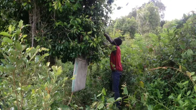 Miezi ya Septemba,Oktoba na Novemba ni nyakati muhimu mwakani kwa wakulimwa wa mikarafuu kisiwani Pemba.Ni kipindi cha msimu wa mvua za vuli wakati mikarafuu inavunwa kwa kutumia mikono.Mashada ya matawi ya chini yanaweza kutolewa kwa kuvutwa ama kutikiswa.Mfanyakazi anayevuna mikarafuu.