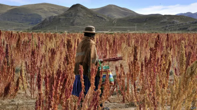 Siembra de quinoa en Bolivia