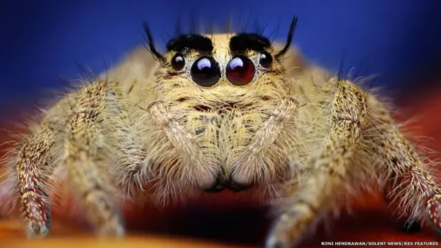 اس تصویر میں نظر آنے والی مکڑی کی 5000 اقسام ہیں اور یہ ماؤنٹ ایورسٹ سمیت دنیا کے مختلف علاقوں میں پائی جاتی ہے۔