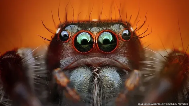 چھلانگیں لگانے والی مکڑیاں دور سے اپنے شکار پر حملہ کرتی ہیں۔