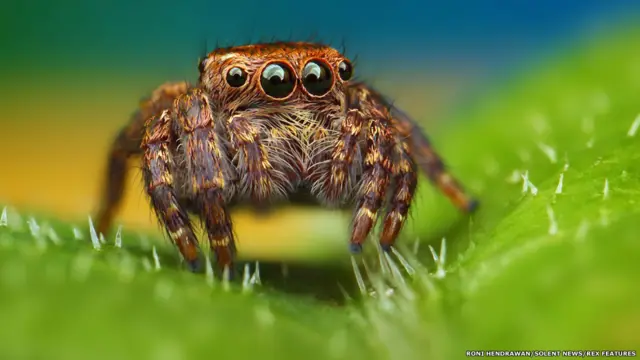 ہینڈروان کے مطابق صبح میں مکڑیاں زیادہ جارحانہ نہیں ہوتیں اس وقت ان کی تصویر کھینچنا آسان ہوتا ہے۔ کبھی کبھار مکڑیاں زیادہ حرکت کرنے سے بھی تھک جاتی ہیں تب بھی تصویر کھینچنا آسان ہوتا ہے۔