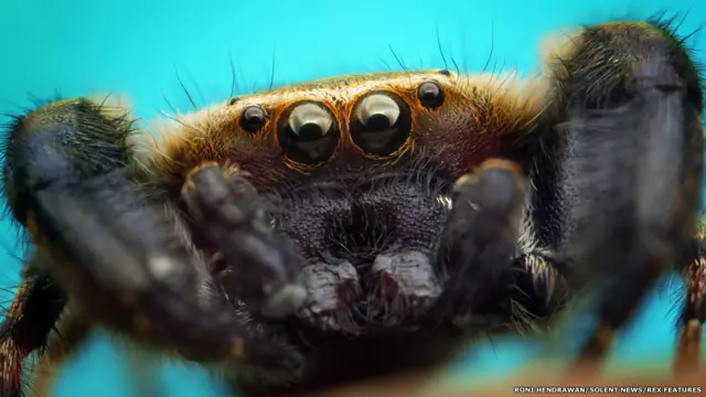 چھلانگیں لگانے والی مکڑیوں کی نظر بہت تیز ہوتی ہے اور وہ اپنے شکار کو جالے میں پھنسانے کے بجائے پیچھا کر کے اس کو پکڑتی ہیں۔