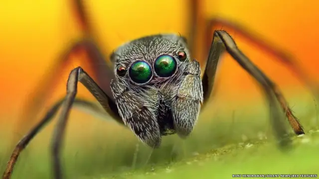 کچھ چھلانگیں لگانے والی مکڑیاں چونٹیوں سے ملتی جلتی ہوتی ہیں۔ 