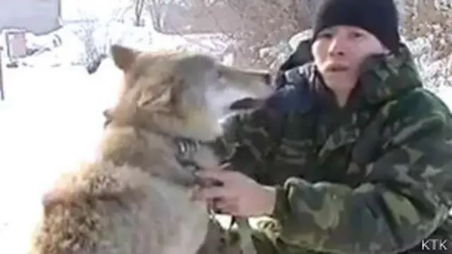 क़ज़ाक़िस्तान, भेड़िया