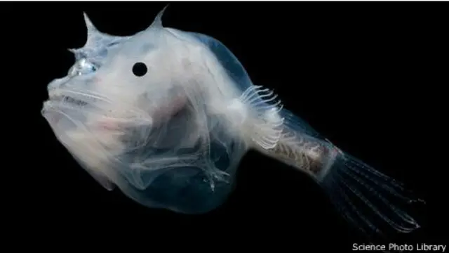 Глубоководная рыба