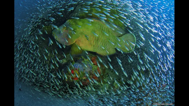 Наполен Врассенинг Австралия соҳилида олган суратига ҳам юқори баҳо берилди.