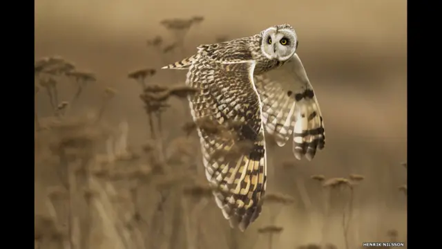 Парвоздаги бойқуш суратини Хенрик Нилссон Канадада тасвирга олган. 