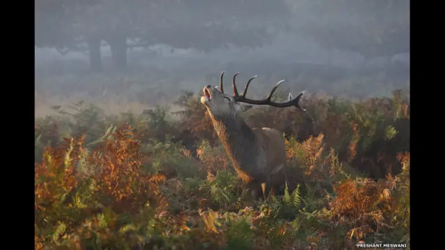 Ушбу буғу суратини Прашант Месвани Лондондаги Рчимонд Паркида олган.