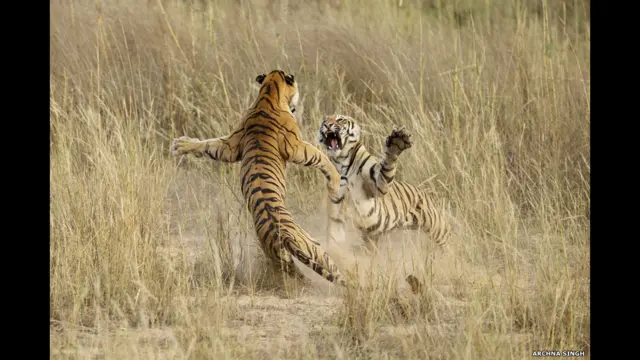 Ҳиндистоннинг Мадхя Прадеш штатидаги Бандхавгарҳ Миллий паркида ўйнаётган икки йўлбарсни тасвирга олган.