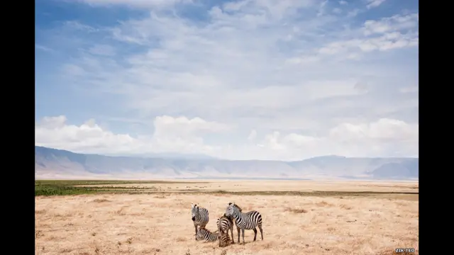 Зик Тео фотосида Танзаниядаги Нгоронгоро қўриқхонаси зебралари акс этган.