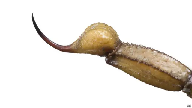 बिच्छू का डंक