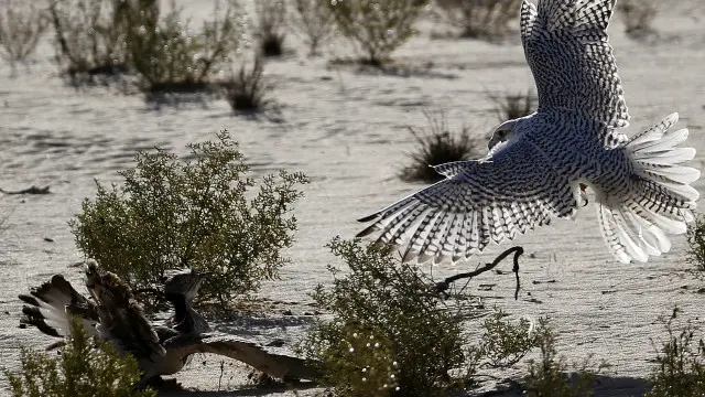گذشتہ روز پاکستان کی سپریم کورٹ نے تلور کے شکار پر مکمل پابندی عائد کرنے کے فیصلے کو کالعدم قرار دے دیا تھا