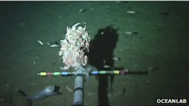 Spesies ikan di pojok kiri bergerak menuju umpan yang disediakan.