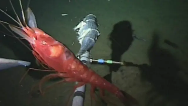 Spesies yang diduga masuk keluarga Krustasea juga ditemukan di Palung Mariana.