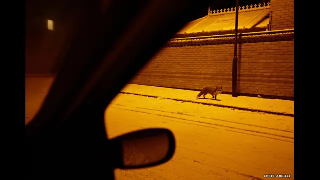 کرس او رائلی کی یہ 2010 کی تصویر جس کا عنوان ہے سٹریٹ واکر۔ 