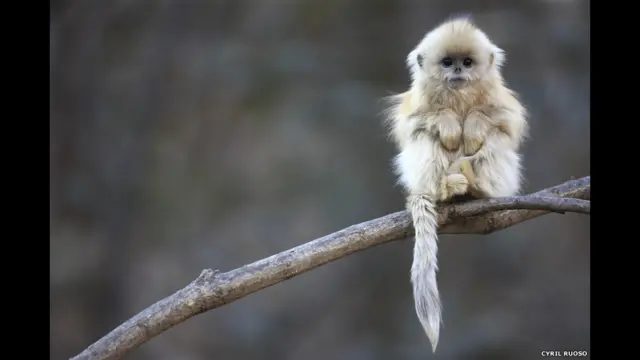 فرانسیسی فوٹوگرافر سیرل روسو نے چین کے پہاڑوں میں اس بندر کی تصویر کھینچی۔ ان کو 2011 میں اس تصویر پر انعام ملا تھا۔ 