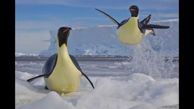 انٹارکٹیکا کے پانی سے پنگائن نکلتے ہوئے یہ تصویر 2012 میں پال نکلن نے مقابلے میں بھیجی تھی۔ اس تصویر کو پرندوں کے طرزِ عمل کی کیٹیگری میں پہلا انعام ملا تھا۔ 