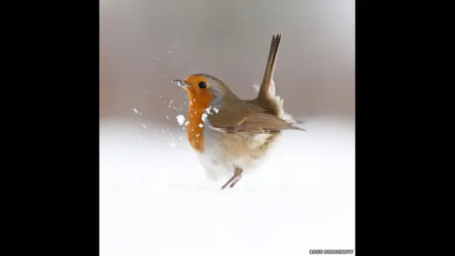 راس ہوڈونٹ نے 2011 میں برطانیہ کے شہر ڈیون میں رابن پرندے کی یہ تصویر کھینچی جس کو مقابلے میں بہت سراہا گیا۔ 