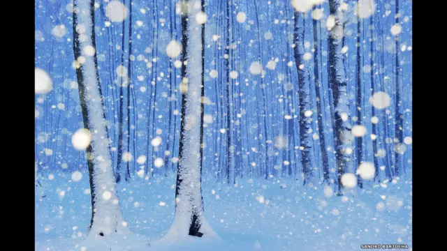 سانڈرا برٹوکا کو 2010 میں اس تصویر پر انعام ملا تھا۔ یہ تصویر انھوں نے جرمنی کے شہر نین ہیگن کے جنگل میں کھینچی تھی۔ 