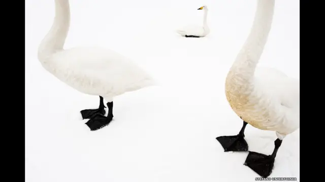 سٹیفنو نے 2011 کے مقابلے میں جاپان کی ایک جمی ہوئی جھیل پر موجود راج ہنس کی یہ تصویر بھیجی تھی۔ 