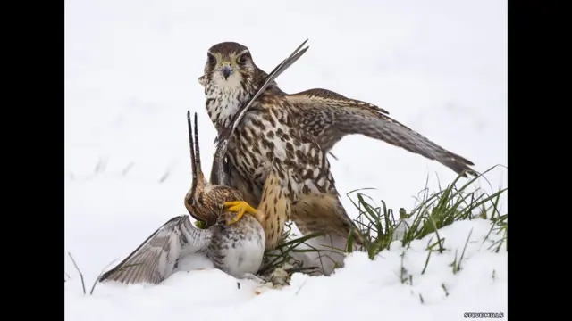 یہ تصویر سٹیو ملز نے 2011 میں شمالی یارکشر میں لی تھی۔ سٹیو نے پرندوں کی کیٹیگری میں پہلا انعام جیتا تھا۔ 