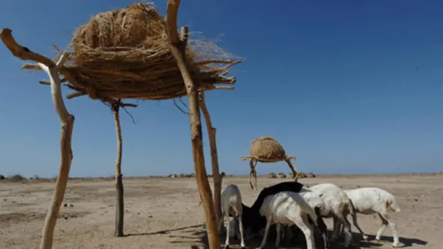 Sorqum başqa bitkilərin davam gətirməyən şəraitdə yetişdirilə bilər.