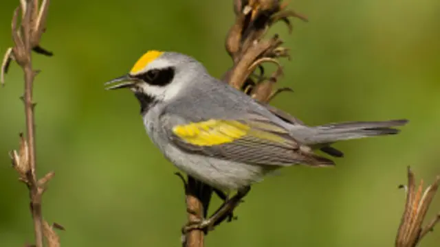 Tsuntsaye Warbler