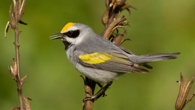 Золотокрылый пеночковый певун
