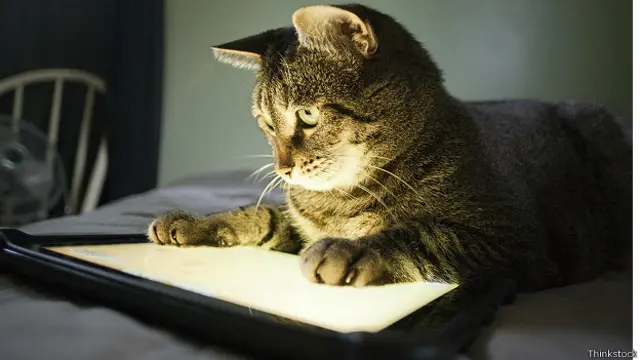 Кошка с планшетом